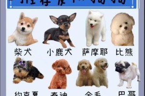 如何正确照顾新手养贵宾犬（贵宾犬养殖的注意事项及技巧）