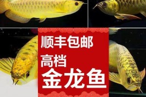 金龙鱼过背的意义（揭示身体状况和预示命运的千年传统）