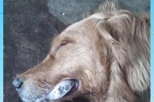狗狗误食老鼠药后会在多长时间内死亡？（了解狗狗误食老鼠药的危害和应急处理方法）