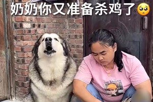 狗的忠诚（探索狗作为人类最忠实伙伴的原因）