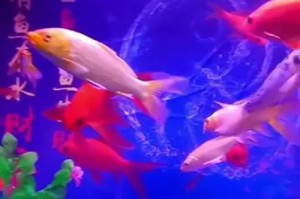 鹦鹉鱼的正确饲养方式（水温控制与关键因素）
