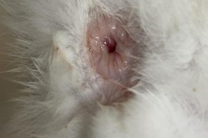 猫咪拉稀带血的原因和处理方法（了解猫咪拉稀带血的常见原因，有效处理猫咪的粑粑问题）