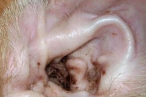 狗耳朵有血一样的东西是什么原因？（探究狗耳朵血液状物质的成因及影响）