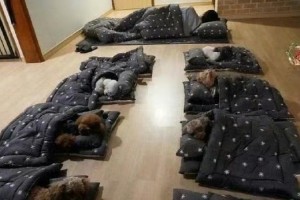 幼犬睡眠时间的重要性（揭秘幼犬睡觉的奥秘）