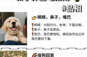 新手铲屎官必备的狗狗养护指南（全面总结1-12月狗狗养护知识，帮助新手铲屎官成为贴心狗狗父母）