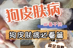 狗狗打完真菌1号需要多长时间？（探索真菌1号对狗狗的影响及康复过程）