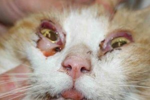 揭秘猫疱疹病毒（了解猫疱疹，保护宠物健康）