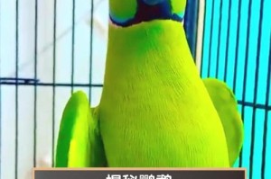 亚马逊黄颈鹦鹉的成年时间（揭秘亚马逊黄颈鹦鹉成长的奥秘）
