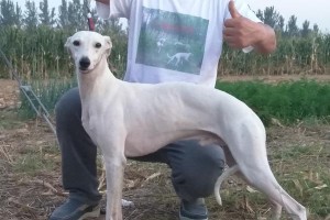 灵慧犬与格惠犬（探寻灵慧犬与格惠犬的特点与用途）