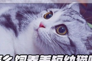 《美国短毛猫的饲养指南》（探秘美国短毛猫的饲养要点与价格趋势）