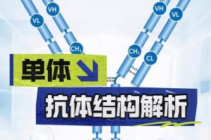 抗体生成时间（探索人体免疫系统中抗体的生成及其关键时刻）