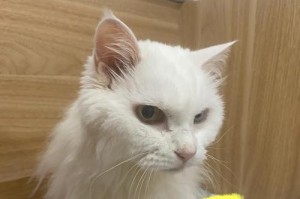 重度肾衰竭下的猫咪生存期展望（揭秘猫咪肾衰竭生存期的关键因素及其管理方法）