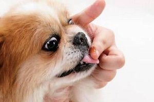 狗狗吃药的最佳时间是饭后多久？（药物与进食时间的最佳搭配，）