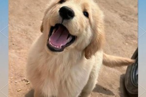 金毛犬换毛周期及持续时间（了解金毛犬换毛周期，合理应对毛发脱落问题）