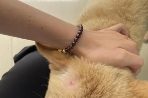 狗狗长癣的种种感受（探索狗狗身上癣病的症状、原因和治疗方法）