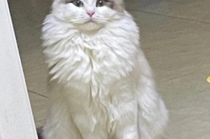 布偶猫的掉毛周期与原因（揭秘布偶猫掉毛的频率和影响因素）