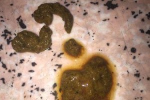 狗狗球虫（了解狗狗球虫的主要症状，及时预防，保护宠物健康）