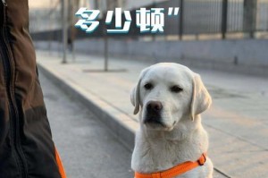 拉不拉多断奶时间的选择（合理把握拉不拉多断奶时机，健康成长）