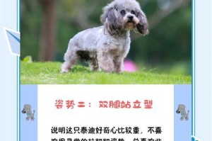 如何缓解泰迪狗身体痒？（探索有效的护理方法，让你的泰迪宠物舒服无痒）