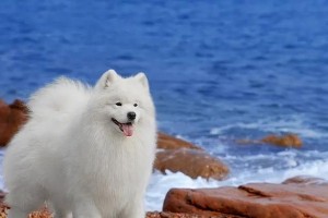 萨摩耶犬（了解萨摩耶犬的价格、注意事项和养护需求，为你的选择提供参考）