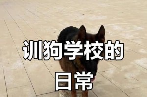 如何训练德国牧羊犬？（掌握关键技巧，培养优秀牧羊犬）
