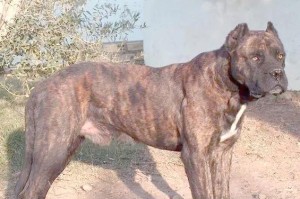 了解斗牛犬的品种多样性（探索世界各地斗牛犬的独特魅力）