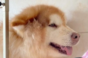 阿拉斯加（探索北方的洗澡习俗，体验原始的清洁方式）
