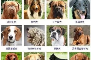 狗狗怀孕多久能被确定？（从这些细节来判断）