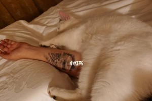 慎重考虑！不要随便把流浪猫带回家（了解“猫检”套餐，守护流浪猫和家庭的健康）