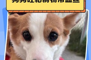 当狗狗吐了然后身上发抖——如何应对宠物不适