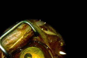 宠物白内障的征兆与解决办法（了解宠物白内障，保护它们的眼睛健康）