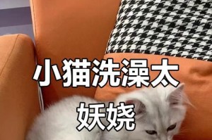 猫生完后多久可以洗澡？（照顾产后母猫和幼猫的正确方法）