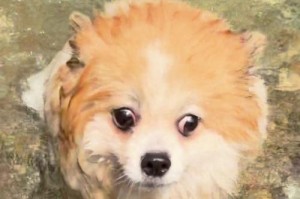 博美犬饮水频率的科学探究（博美犬饮水需谨慎，避免过度饮水）