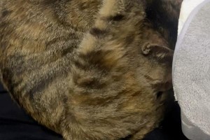 猫咪下崽的周期及规律（了解猫咪繁殖周期，掌握正确的生育知识）