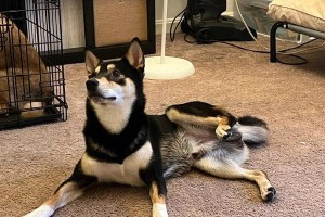 狗狗腿瘸的原因和应对方式（了解常见的狗狗腿瘸原因和正确应对方法）