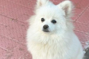 探索博美犬的品种多样性（了解博美犬的各种变种及其特点）