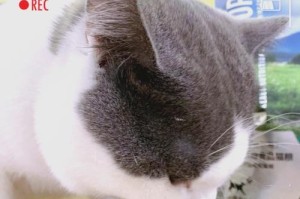 猫咪太胖的危害与管理（铲屎官为了猫咪健康无奈剃光屁屁毛）