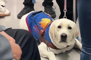 导盲犬资质有限，这三种狗狗最具潜力（探索导盲犬的品种选择）