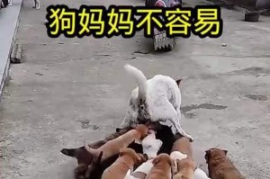 母狗生完小狗多久可遛？（了解母狗产后护理以及合适遛狗的时间）