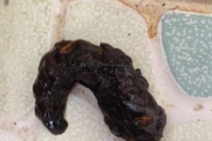 揭开狗大便黑色的原因之谜（狗大便黑色与健康问题的关联性解析）
