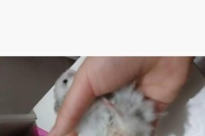 仓鼠拉稀失去精神？如何救助？（仓鼠拉稀不吃不动，照顾要点一网打尽）