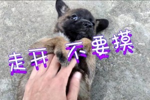 狗仔配奶溜（狗仔成长过程中奶溜的发育及时间线解析）