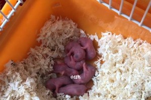 仓鼠如何进入冬眠及养护？（严冬将至，如何帮助仓鼠进入安全的冬眠状态？）