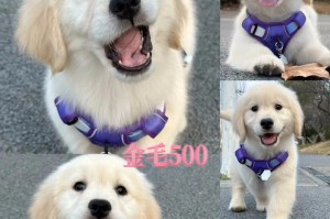 金毛犬各个阶段的饲养方法（细致呵护金毛宝宝，健康成长一步不落）