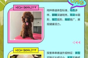 纯种泰迪与串串泰迪的不同点（血统与特征差异，纯种泰迪和串串泰迪的争议）