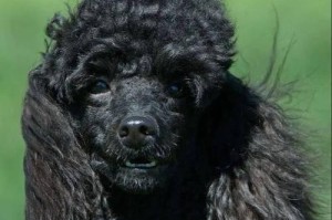 四个月泰迪犬的饮食需求（营养均衡饮食保证泰迪犬健康成长）