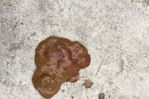 狗狗的排便频率与身体健康相关吗？（探索狗狗每天排便次数的重要性及影响因素）