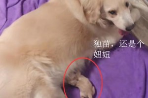 金毛狗出生后的关注事项（确保金毛狗健康成长的重要细节）
