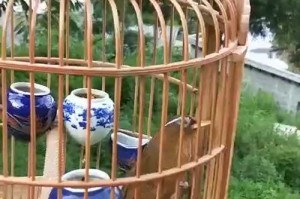 如何驯服刚入手的齐毛画眉鸟（齐毛画眉鸟驯养技巧及注意事项）