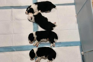 边境牧羊犬价格分析（揭秘边境牧羊犬市场价格波动与影响因素）